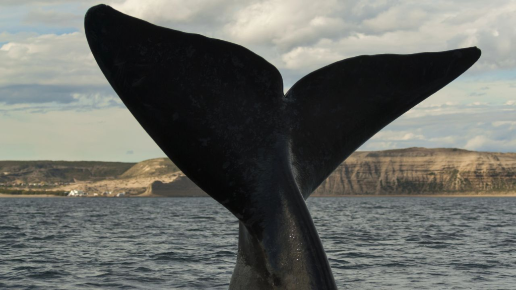 A whale’s tail fin rises above the surface of the ocean near South Africa’s rocky cliffs, with clouds drifting in the background—an unforgettable sight during whale season in Hermanus.