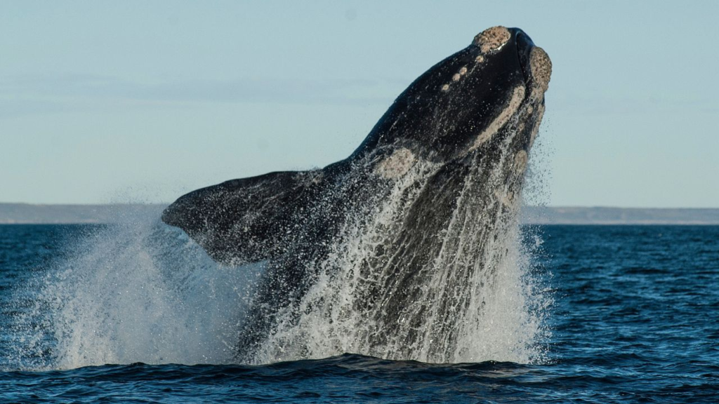 A large whale breaches the surface of the ocean, with water splashing around its body against a clear sky background—a breathtaking sight often experienced during whale season in Hermanus, South Africa.