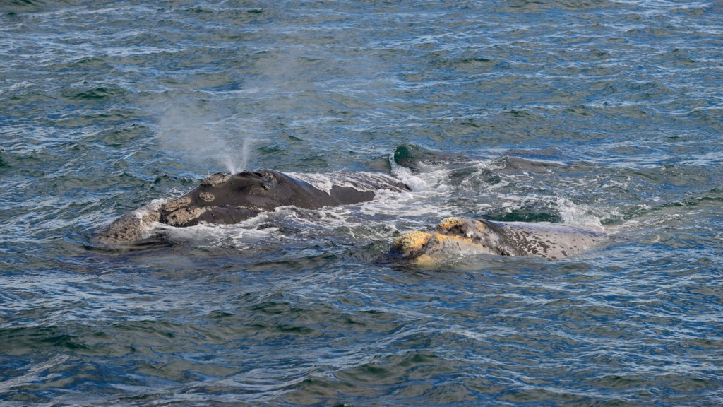 Two gray whales swim at the ocean surface near Hermanus during whale season; one whale is spouting water from its blowhole while the other is nearby, partially submerged.