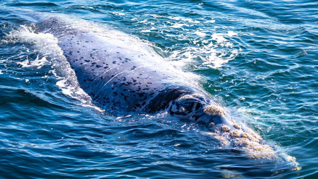 A gray whale with barnacles on its head swims near the ocean surface, partially submerged in blue water, during whale season off the coast of Hermanus.