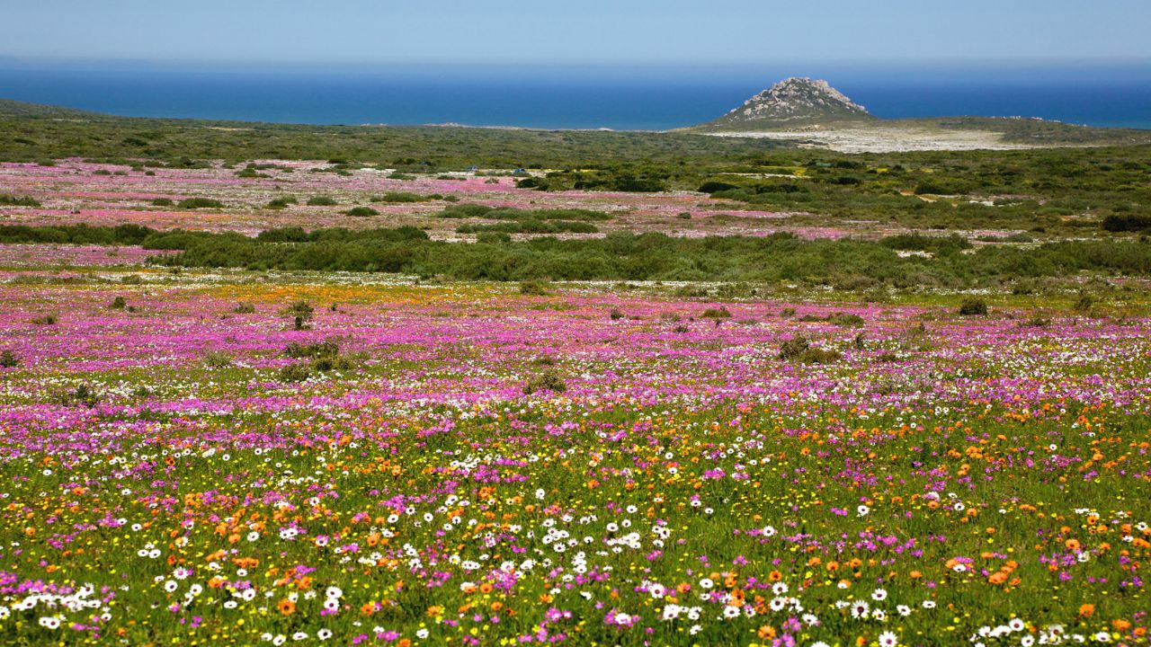 September in South Africa: Wildflowers, Whales and Wildlife