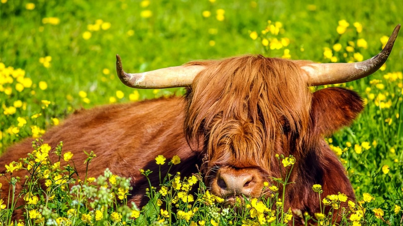 A Highland cow with long horns and shaggy brown fur lies in a field of yellow wildflowers.