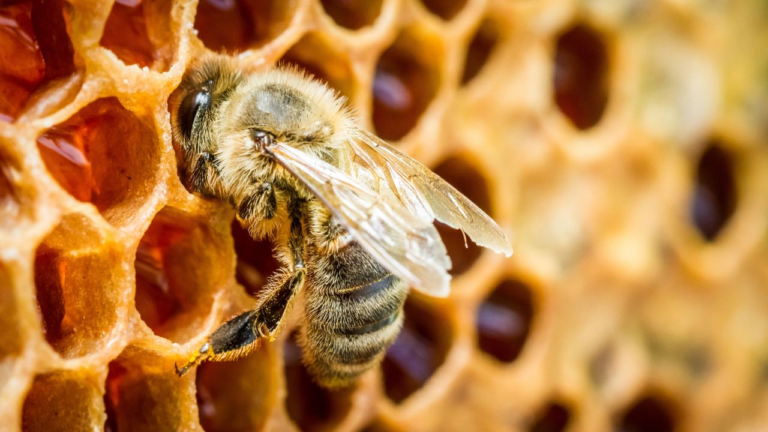 A close-up of a honeybee collecting nectar from a honeycomb cell.