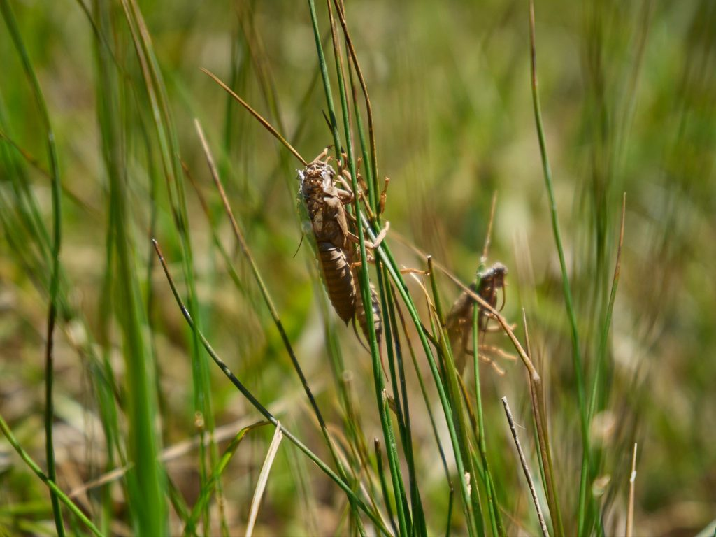 A cicada exoskeleton clinging to a blade of grass.